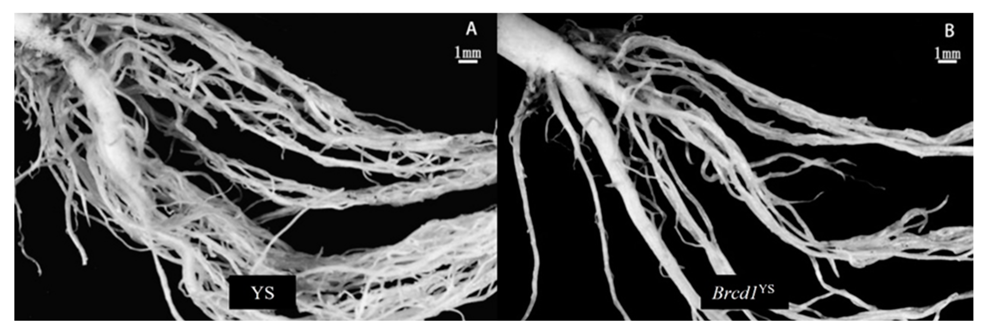 Horticulturae 09 00282 g003