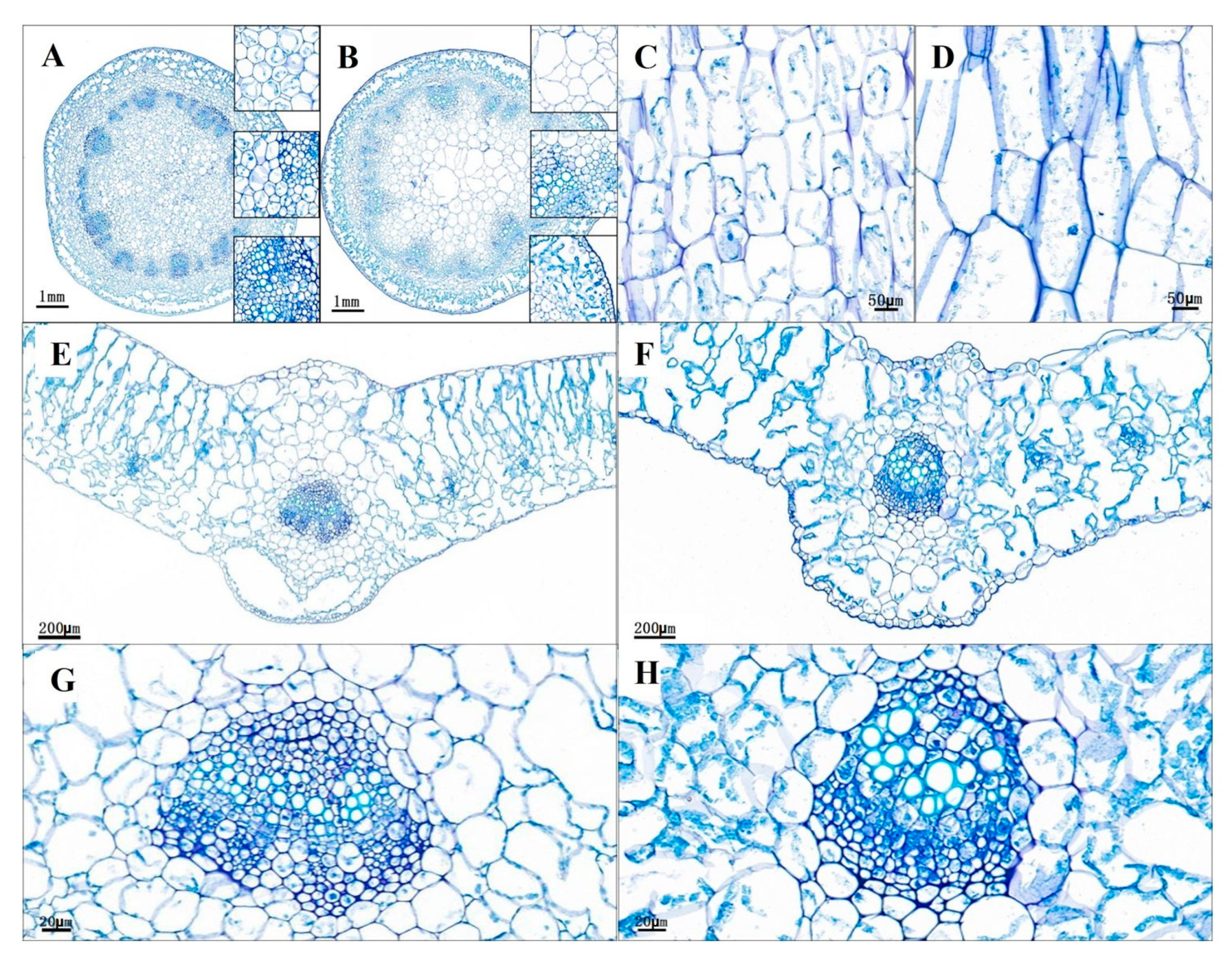 Horticulturae 09 00282 g005