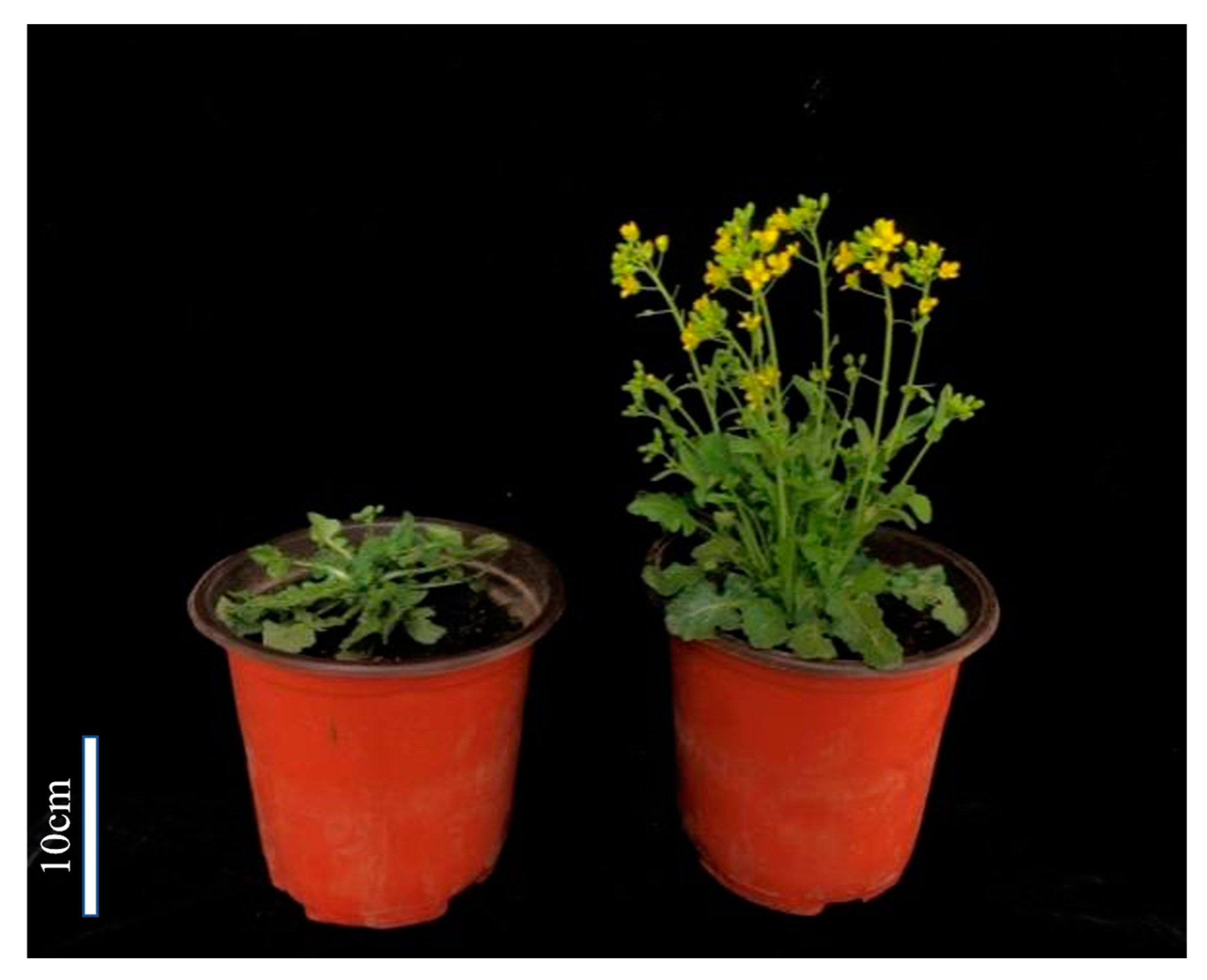 Horticulturae 09 00282 g006