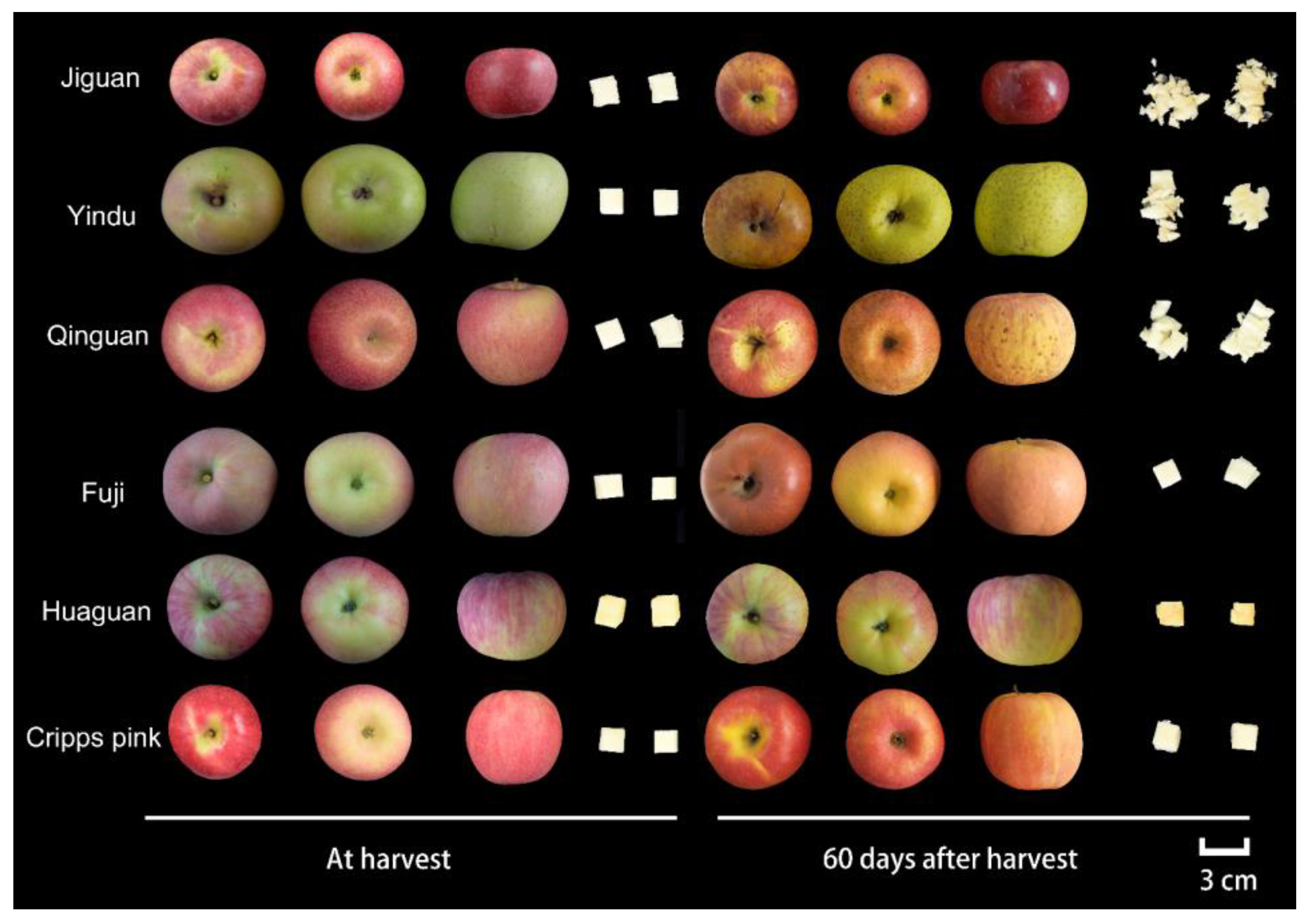 Horticulturae 09 00292 g002