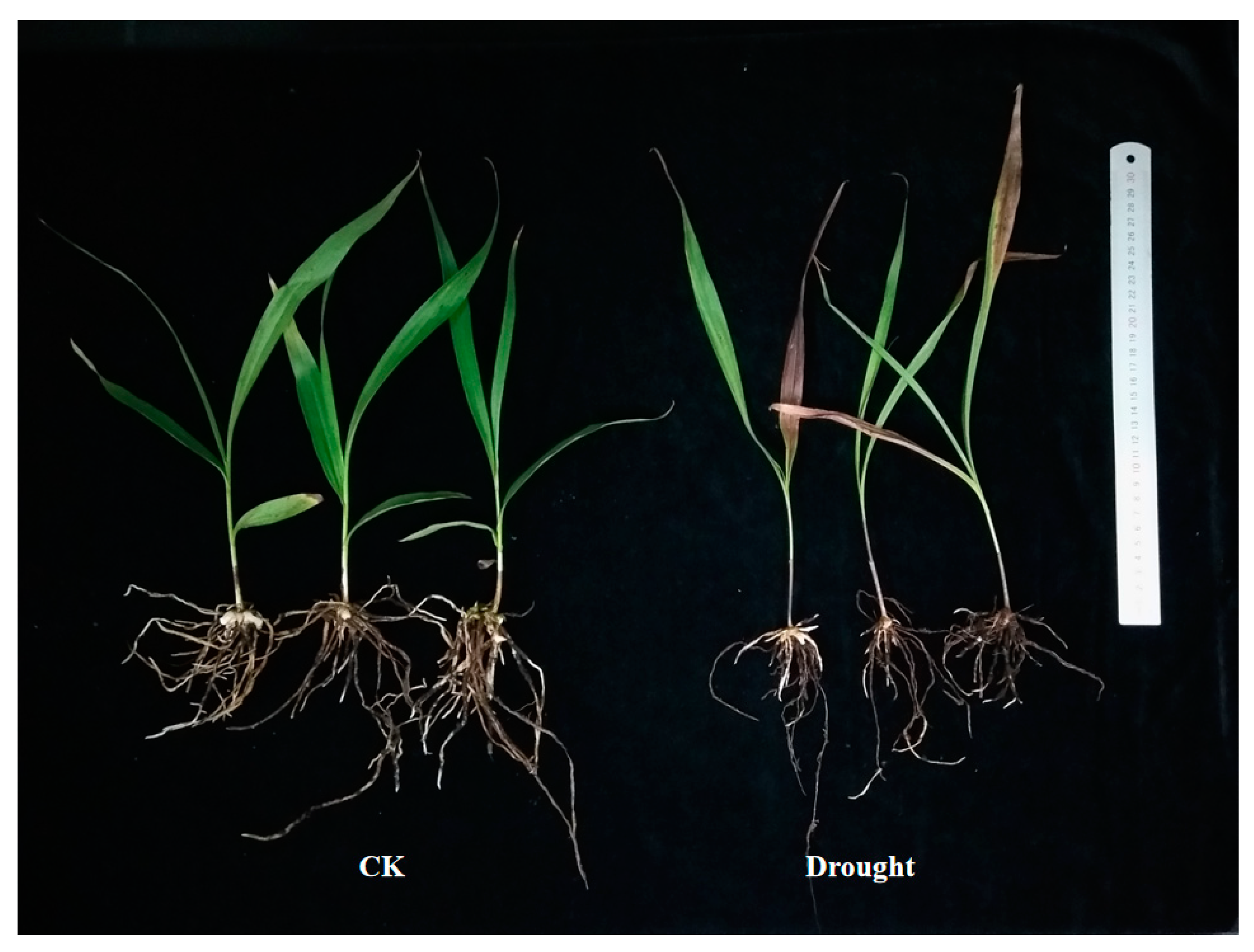 Horticulturae 09 00307 g001