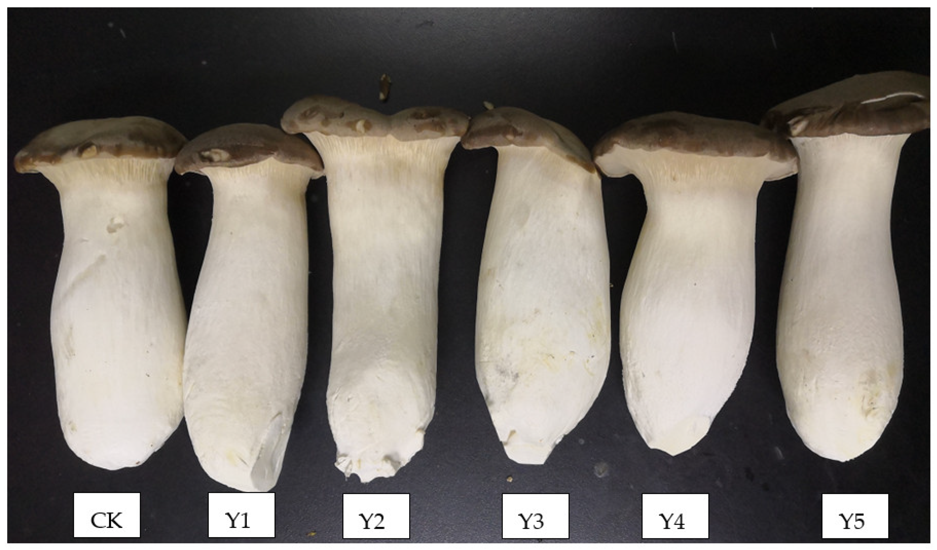 Horticulturae 09 00319 g001 Horticulturae 09 00319 g001