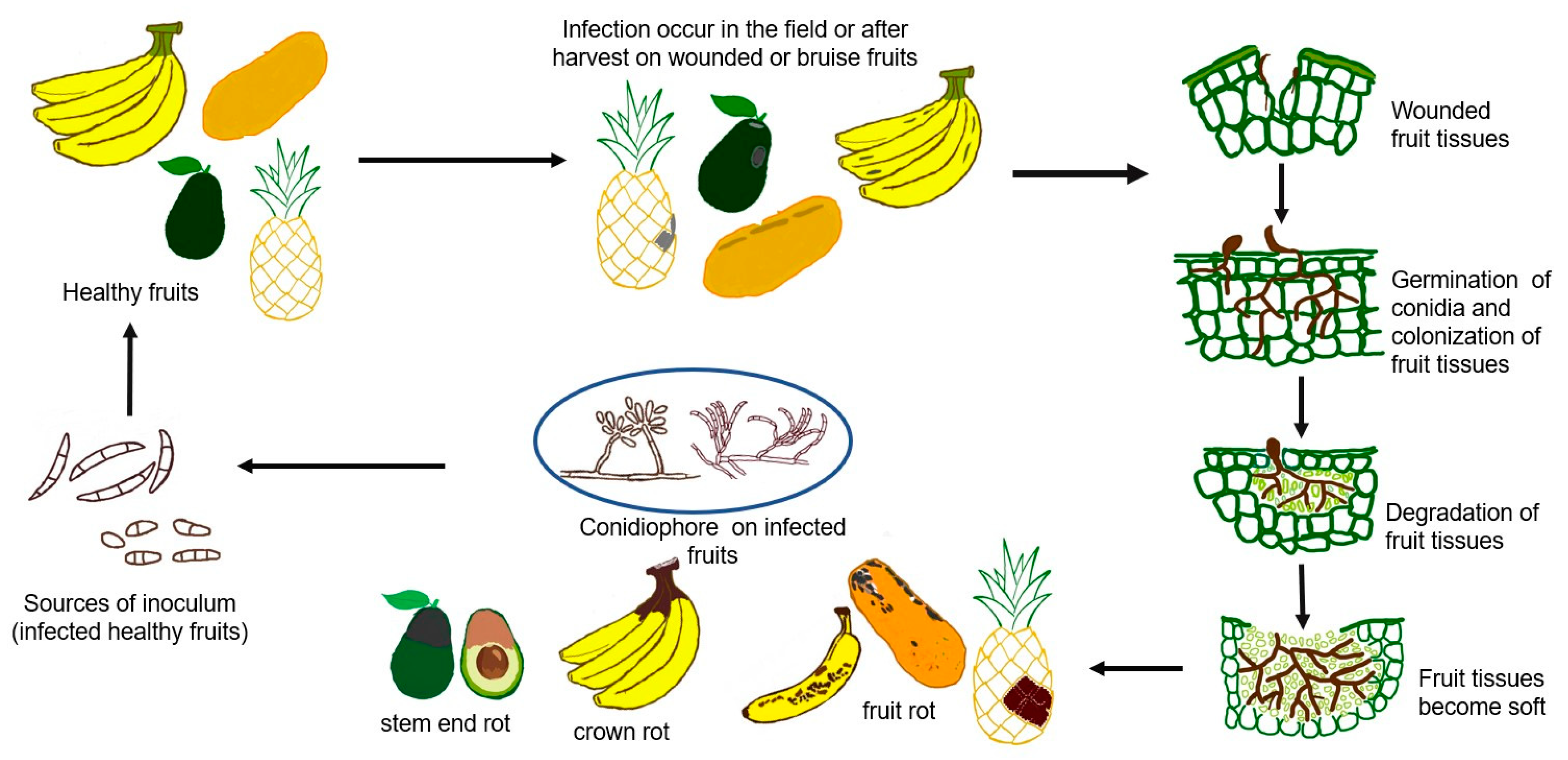 Horticulturae 09 00322 g002