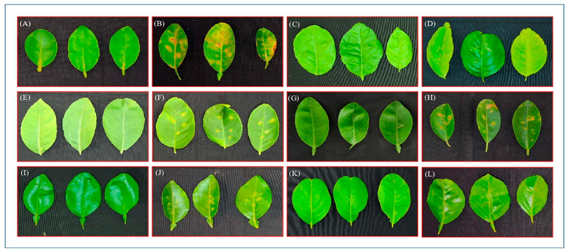 Horticulturae 09 00324 g001 Horticulturae 09 00324 g001