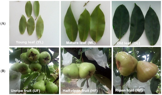 Polyphenolic Compounds and Biological Activities of Leaves and Fruits of Syzygium samarangense cv. ‘Giant Green’ at Three Different Maturities Polyphenolic Compounds and Biological Activities of Leaves and Fruits of Syzygium samarangense cv. ‘Giant Green’ at Three Different Maturities