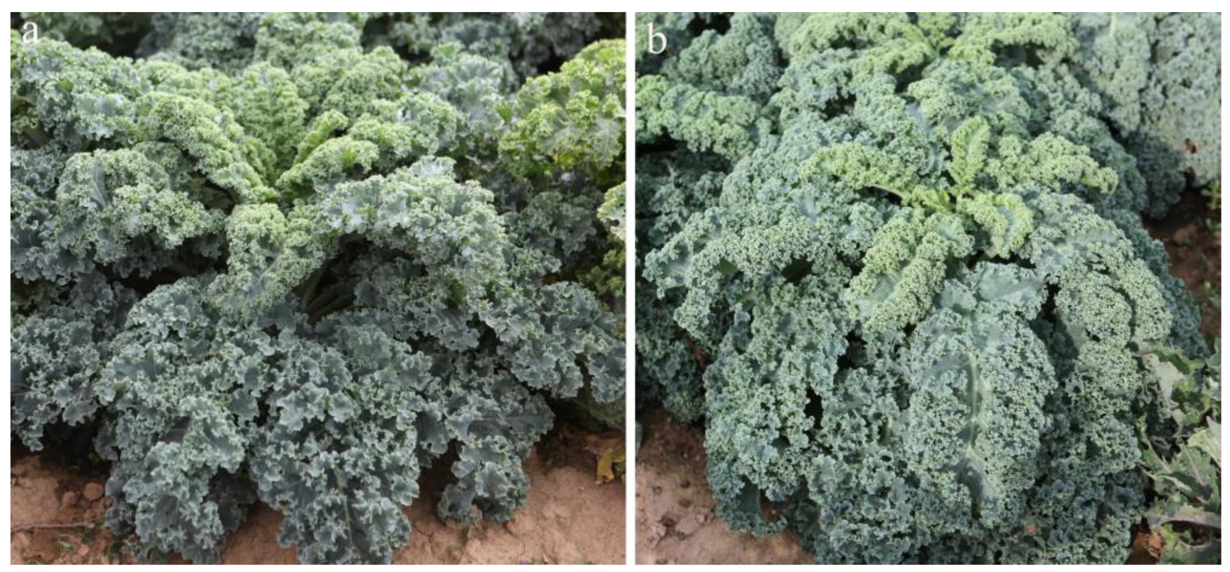 Horticulturae 09 00327 g001 Horticulturae 09 00327 g001