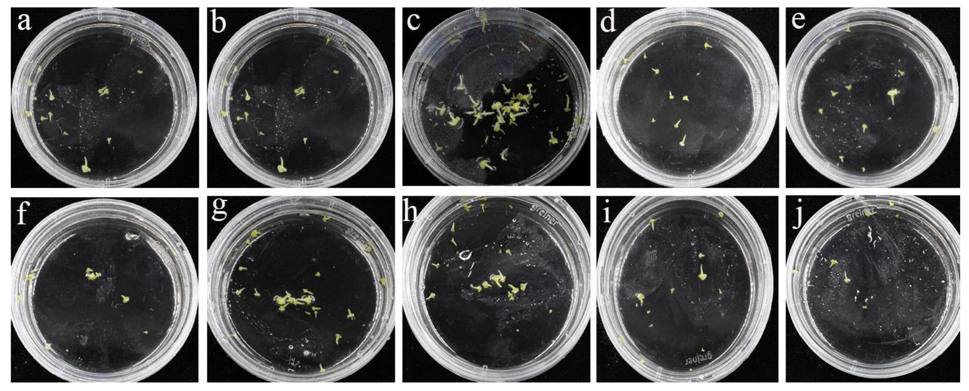 Horticulturae 09 00327 g002 Horticulturae 09 00327 g002