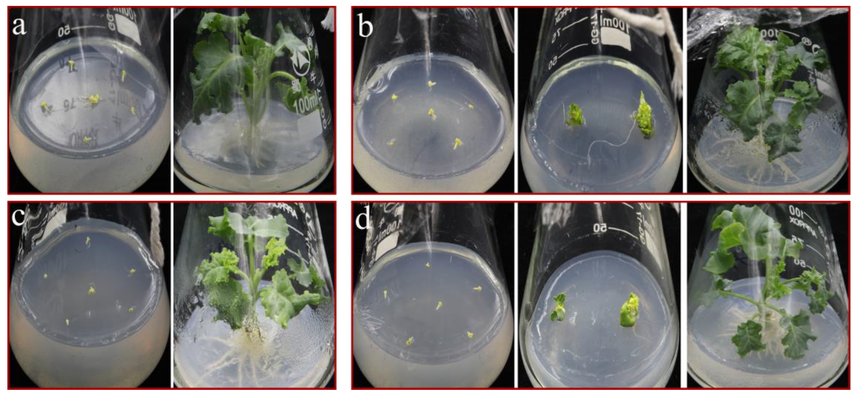 Horticulturae 09 00327 g003 Horticulturae 09 00327 g003
