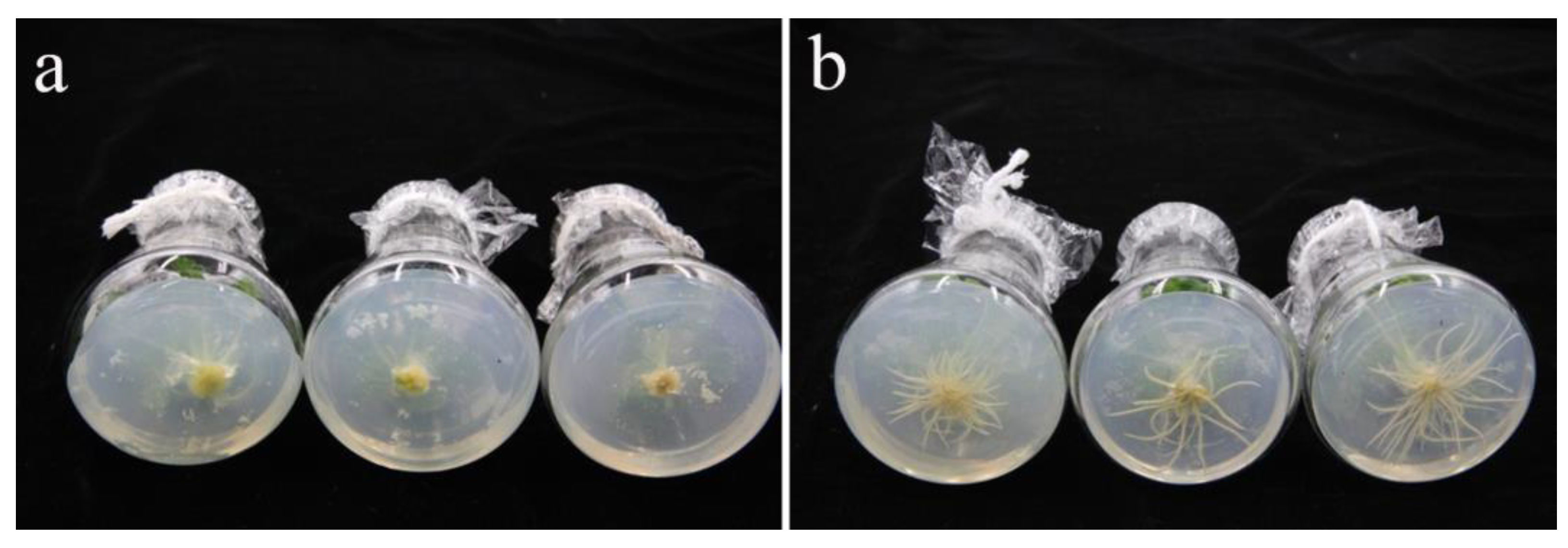 Horticulturae 09 00327 g004 Horticulturae 09 00327 g004