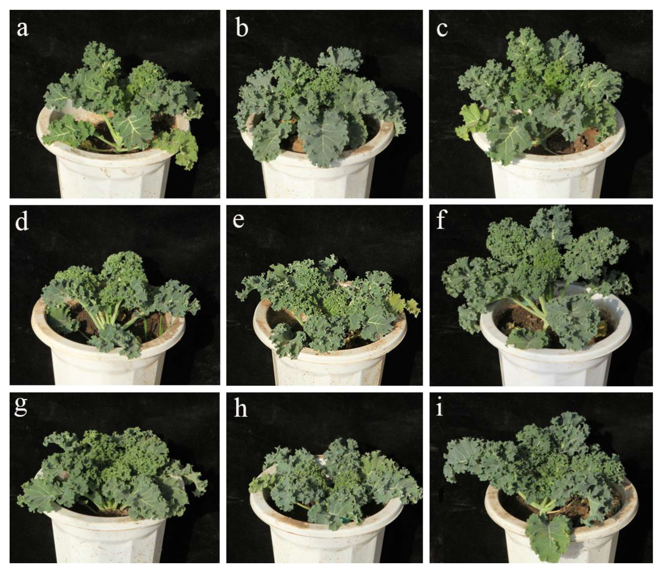 Horticulturae 09 00327 g006 Horticulturae 09 00327 g006