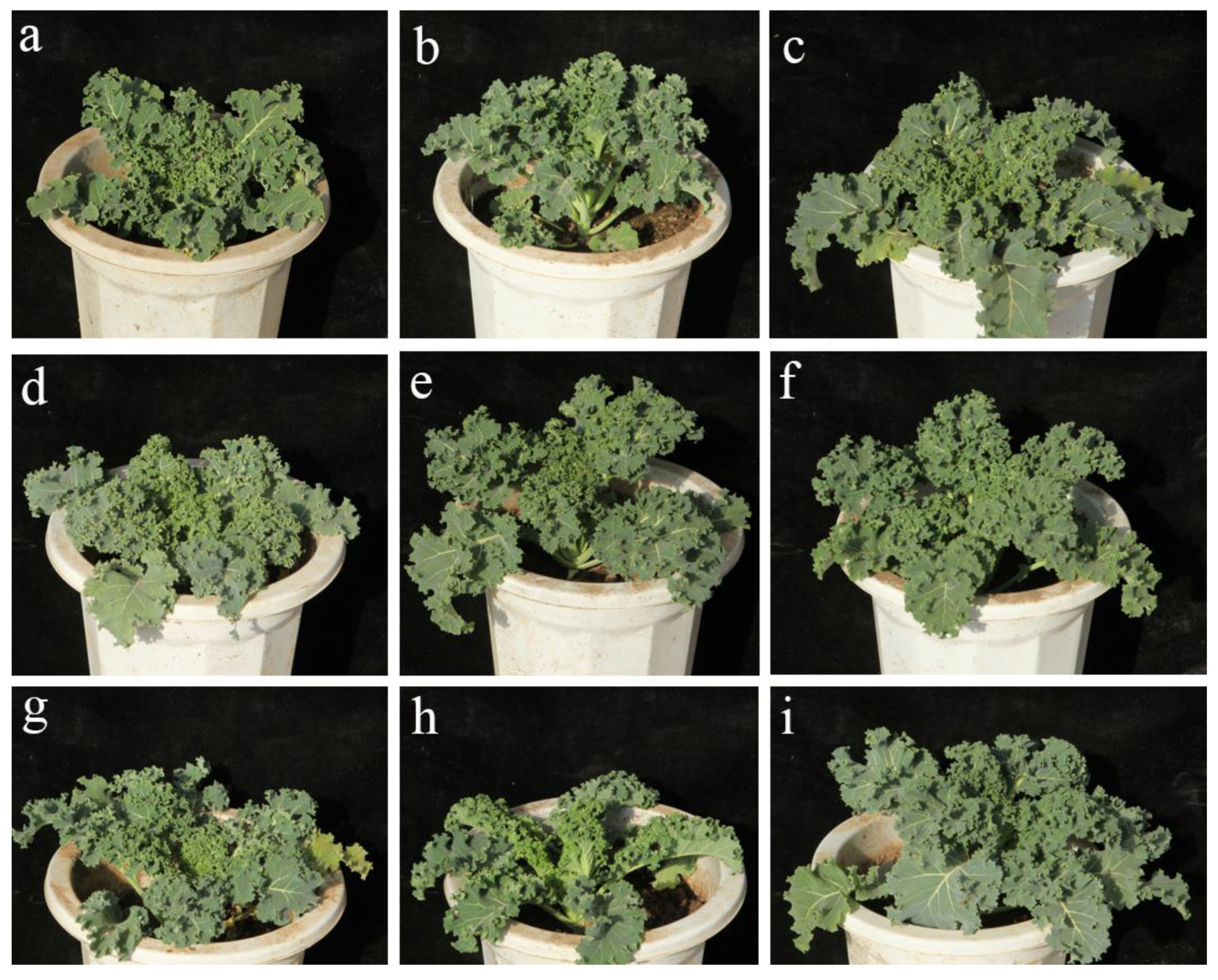 Horticulturae 09 00327 g007 Horticulturae 09 00327 g007