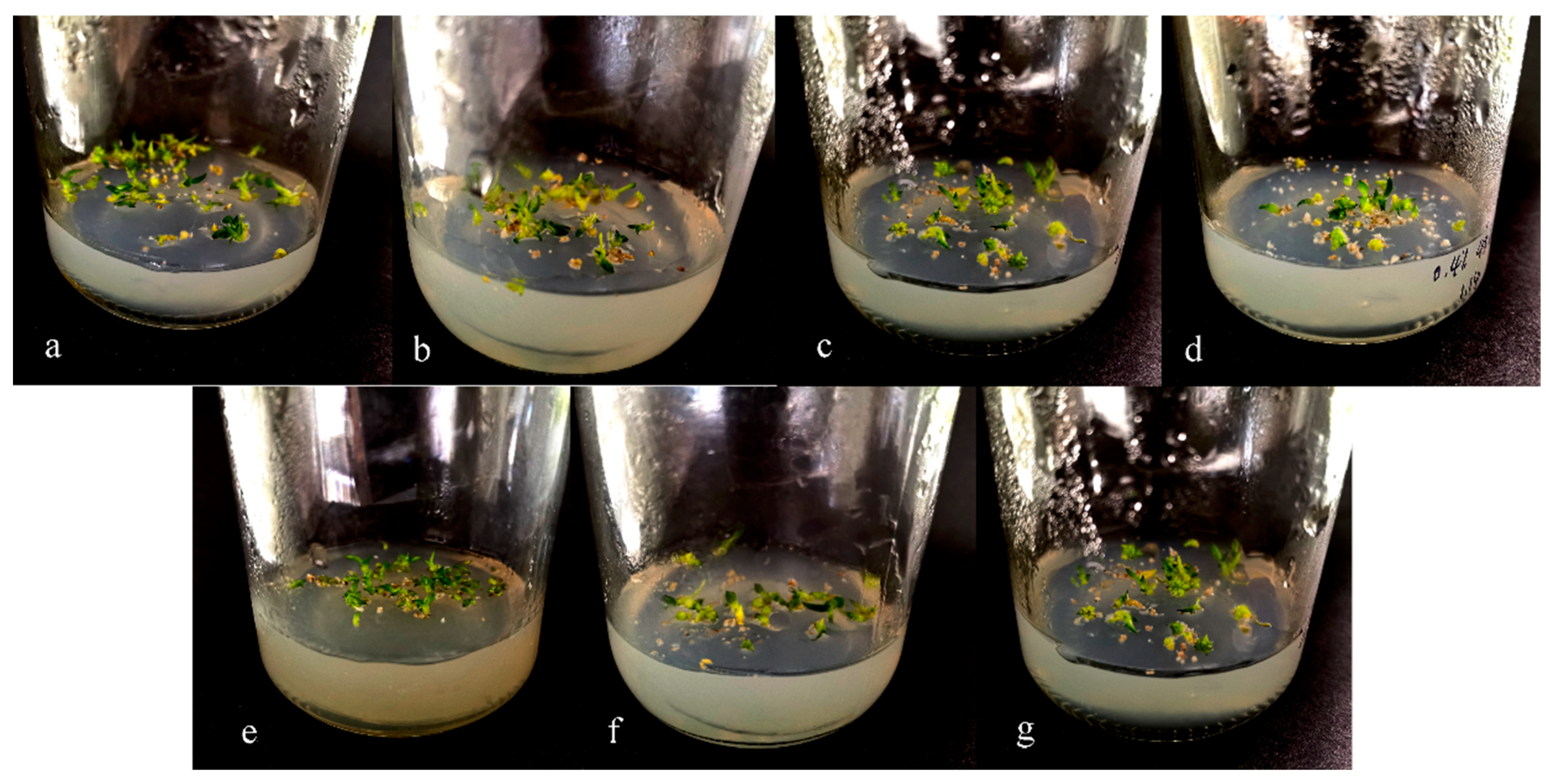 Horticulturae 09 00329 g001 Horticulturae 09 00329 g001