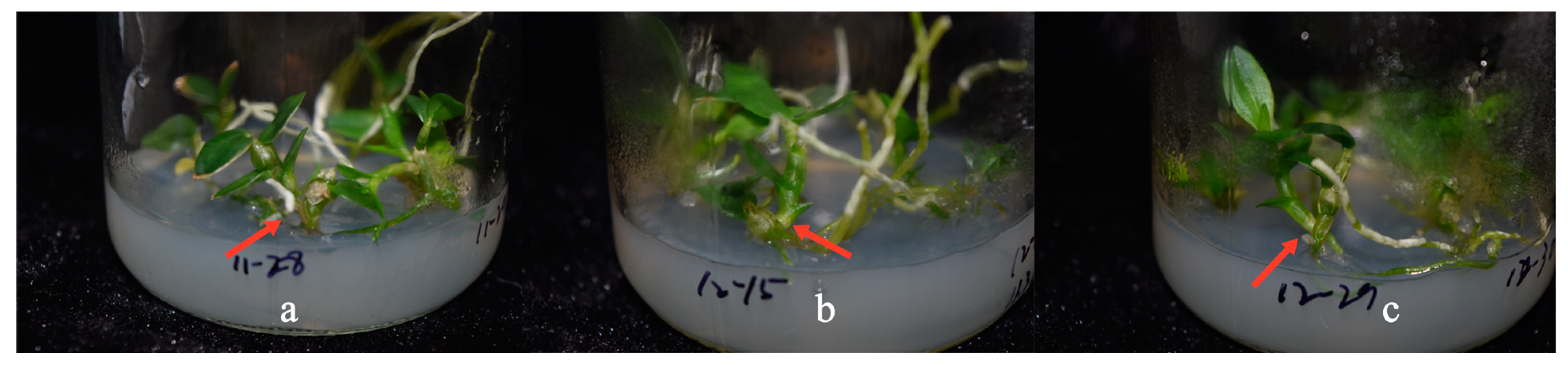 Horticulturae 09 00329 g002 Horticulturae 09 00329 g002