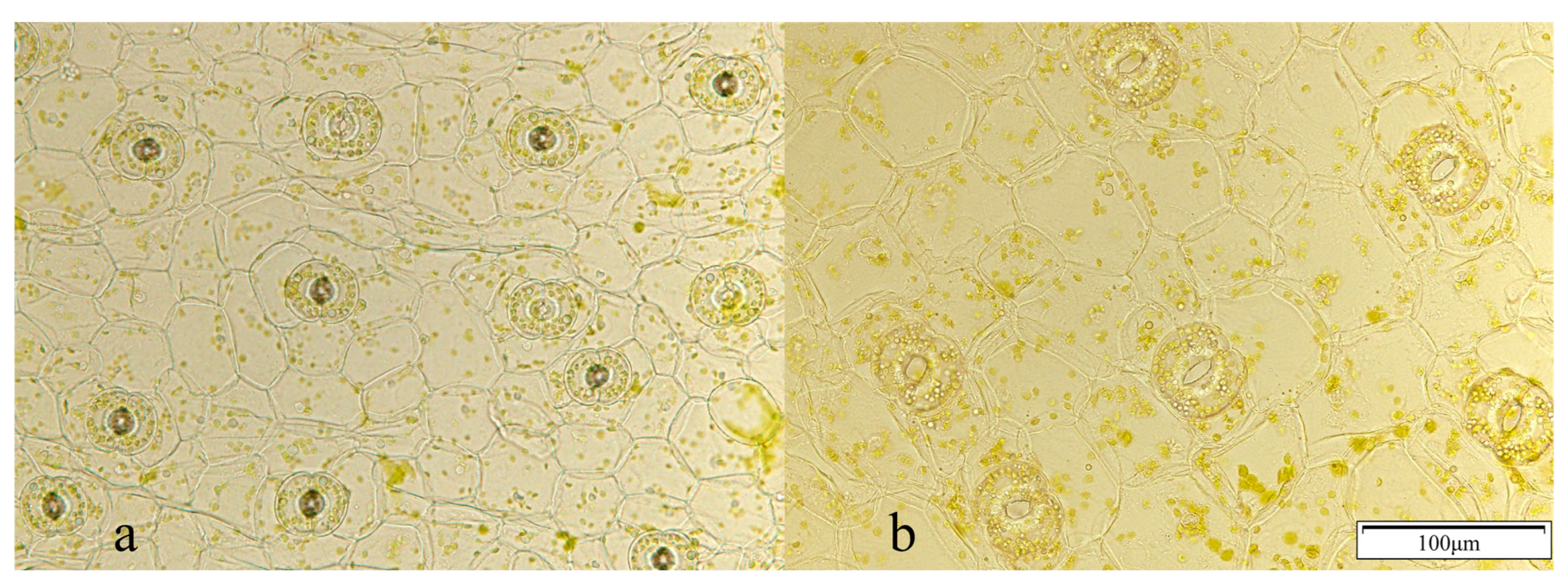 Horticulturae 09 00329 g003 Horticulturae 09 00329 g003