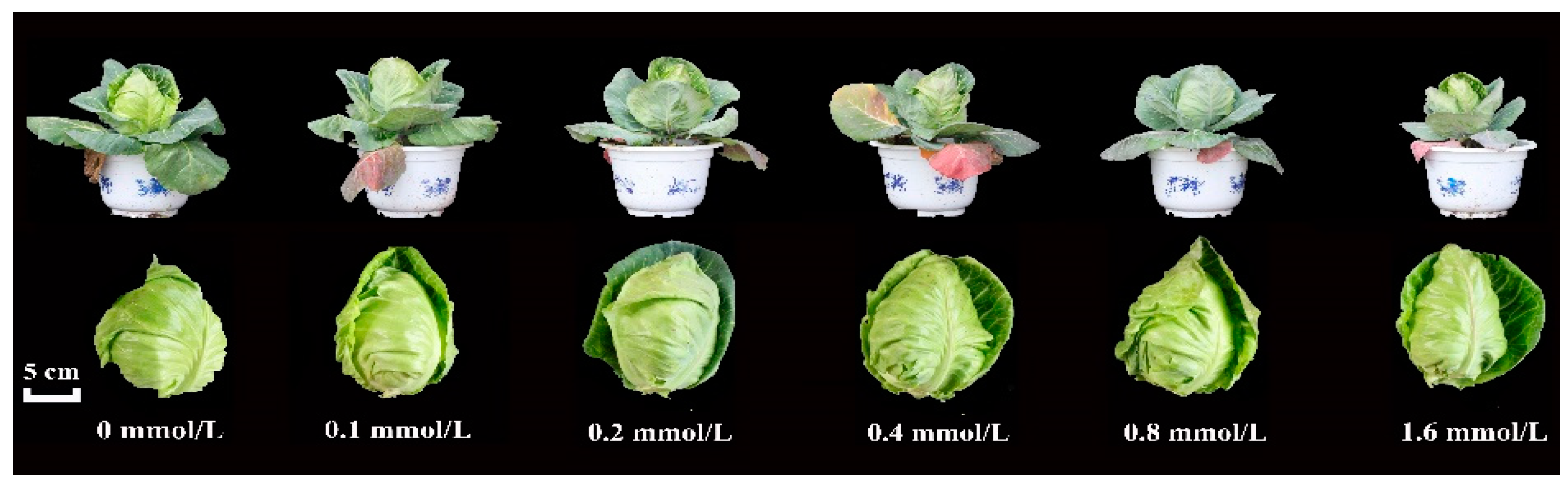 Horticulturae 09 00330 g001 Horticulturae 09 00330 g001