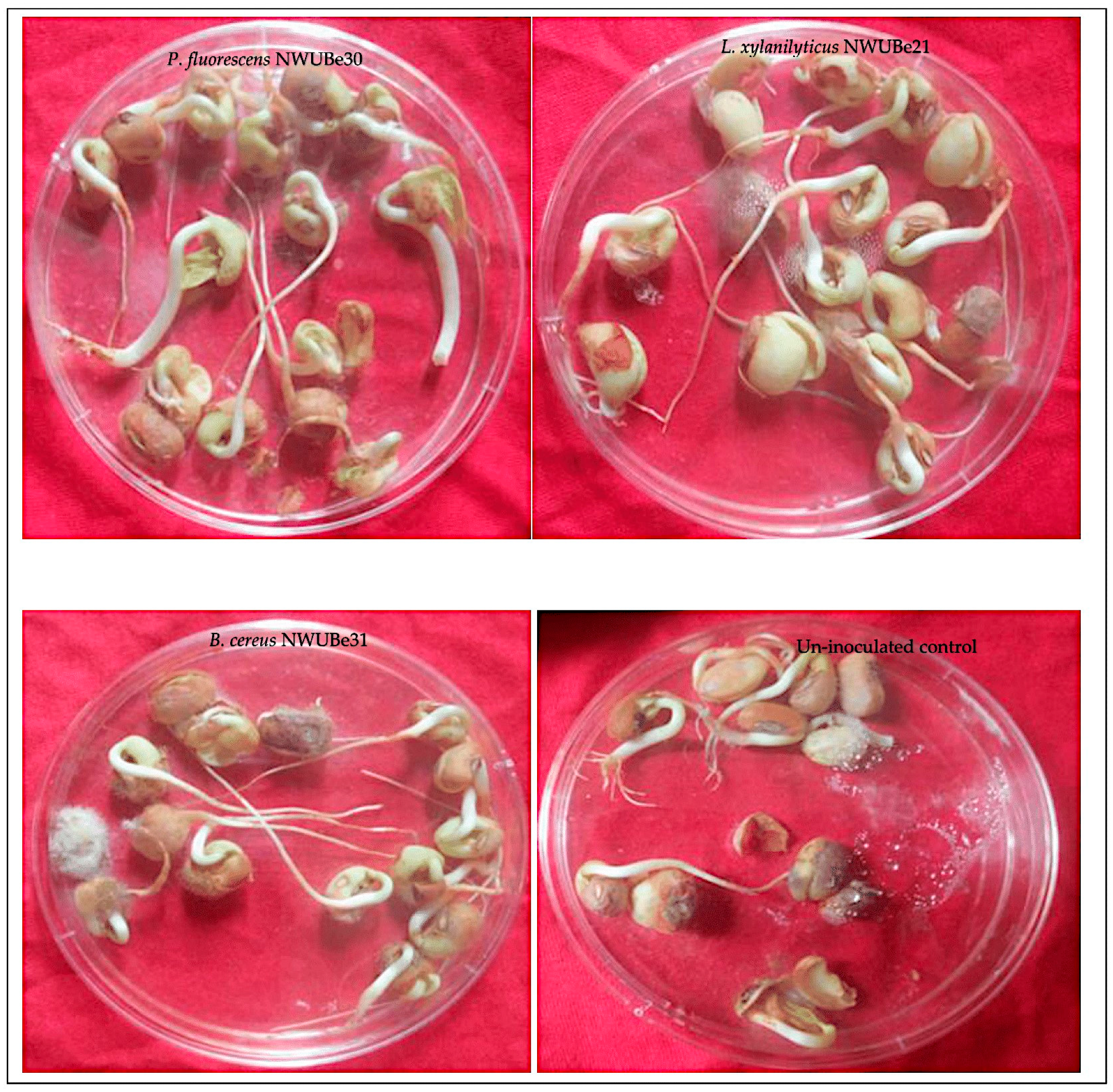 Horticulturae 09 00332 g001