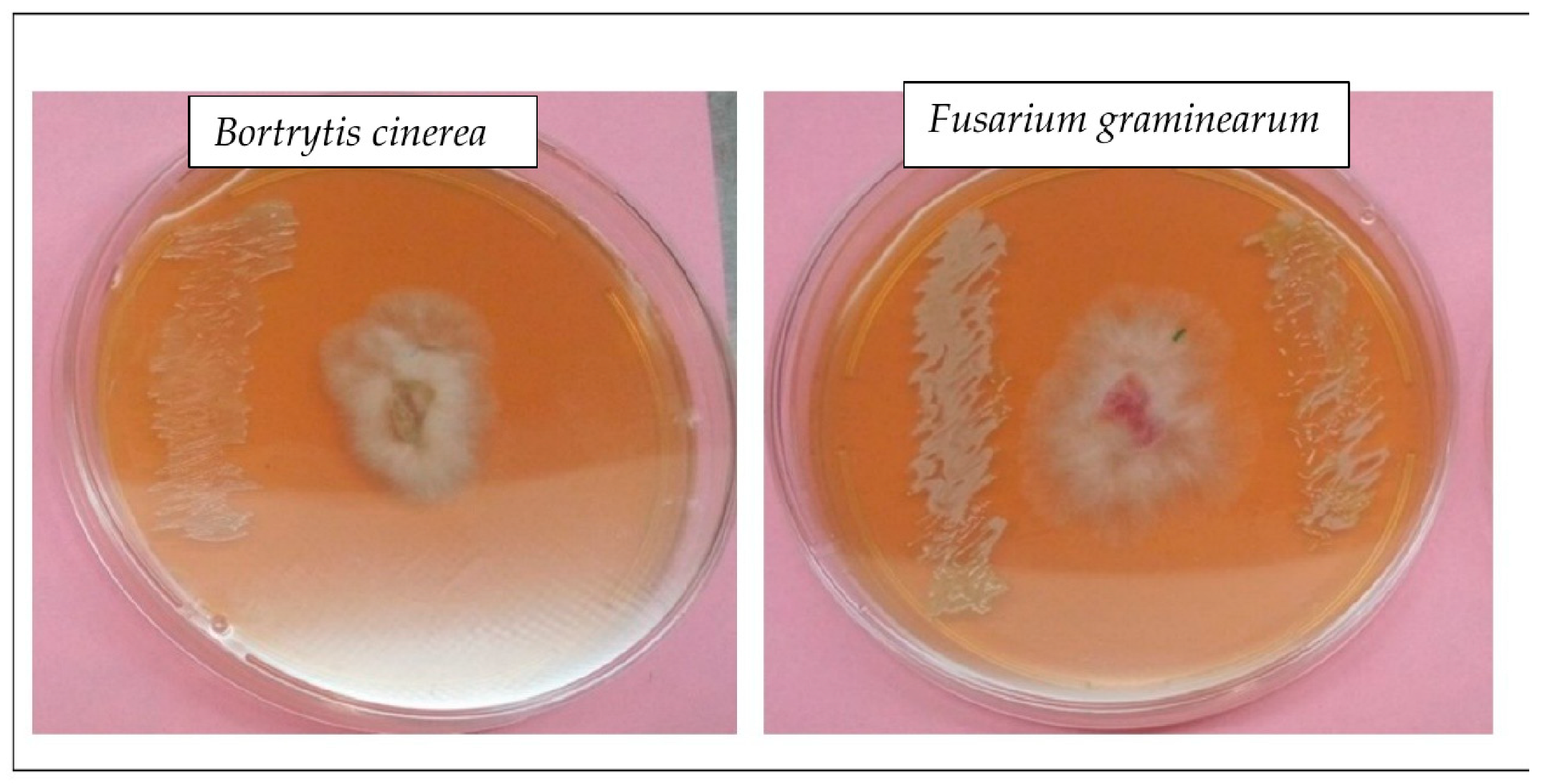 Horticulturae 09 00332 g003