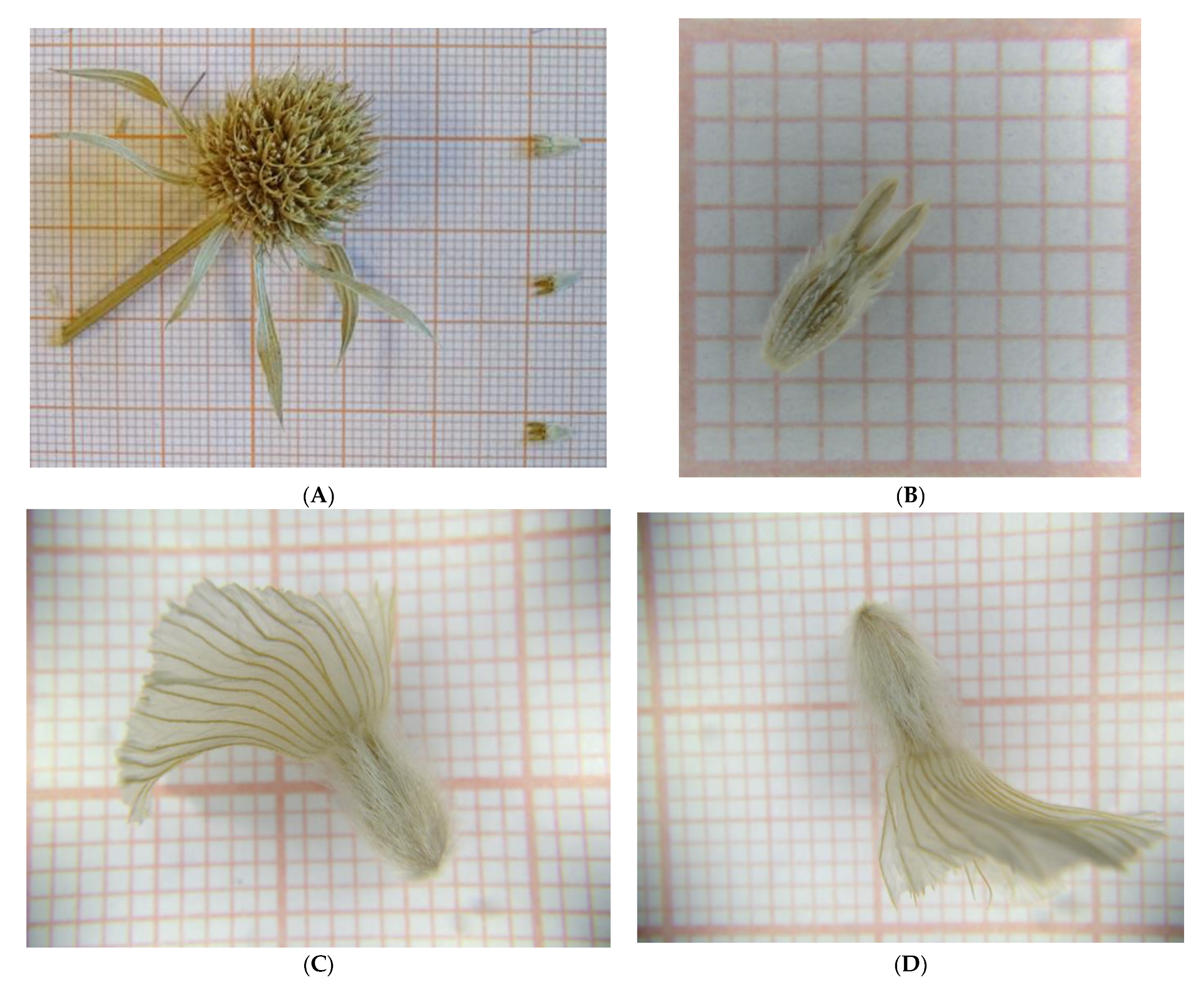 Horticulturae 09 00335 g002
