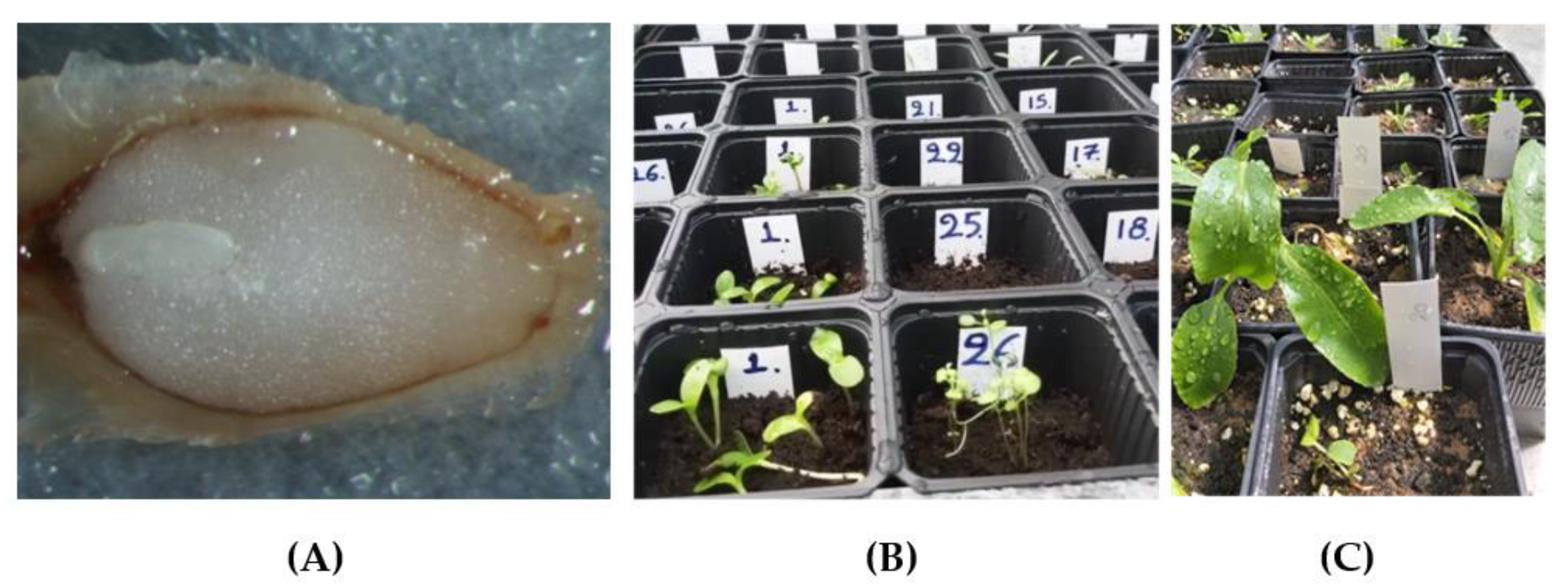 Horticulturae 09 00335 g004