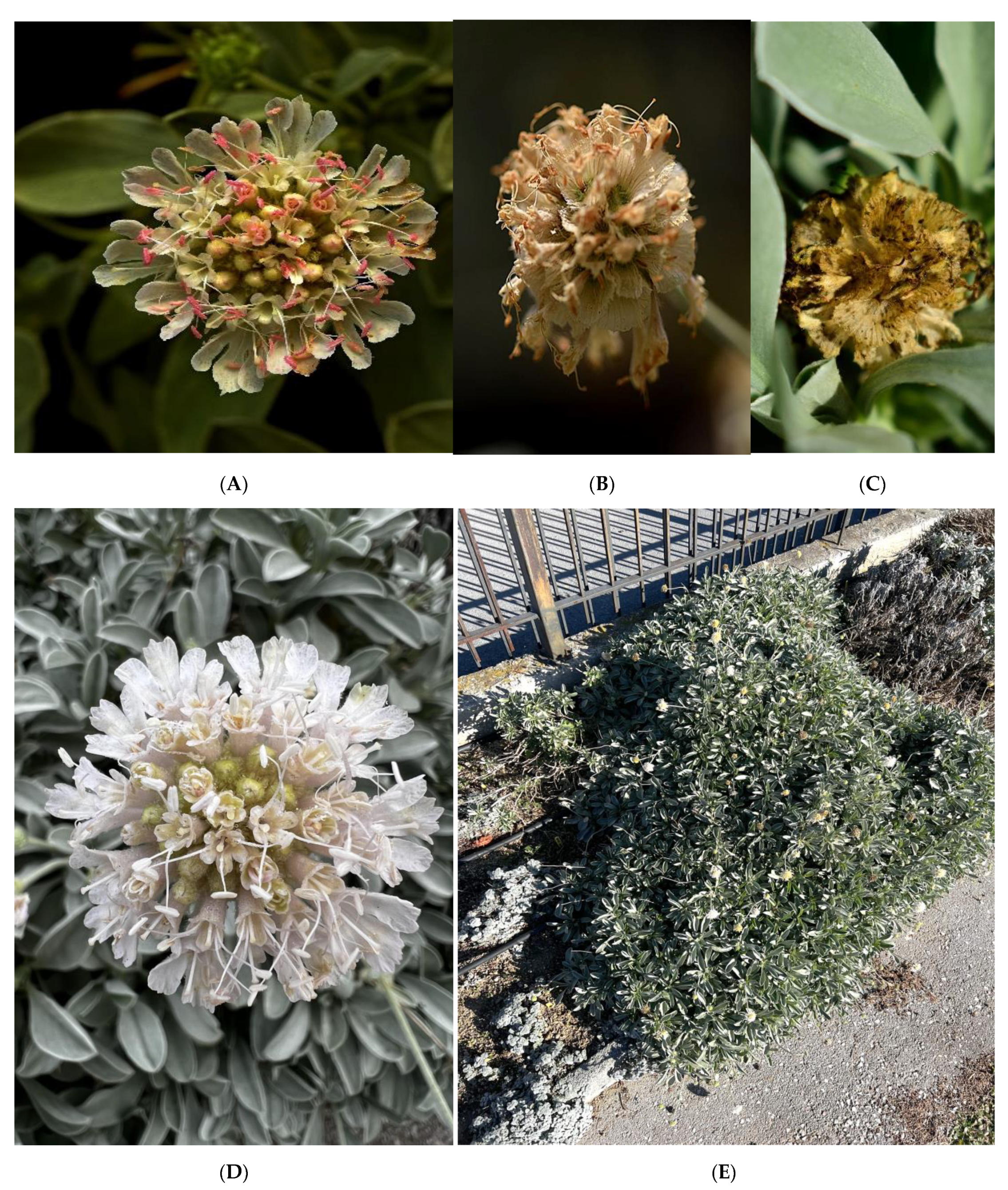 Horticulturae 09 00335 g006