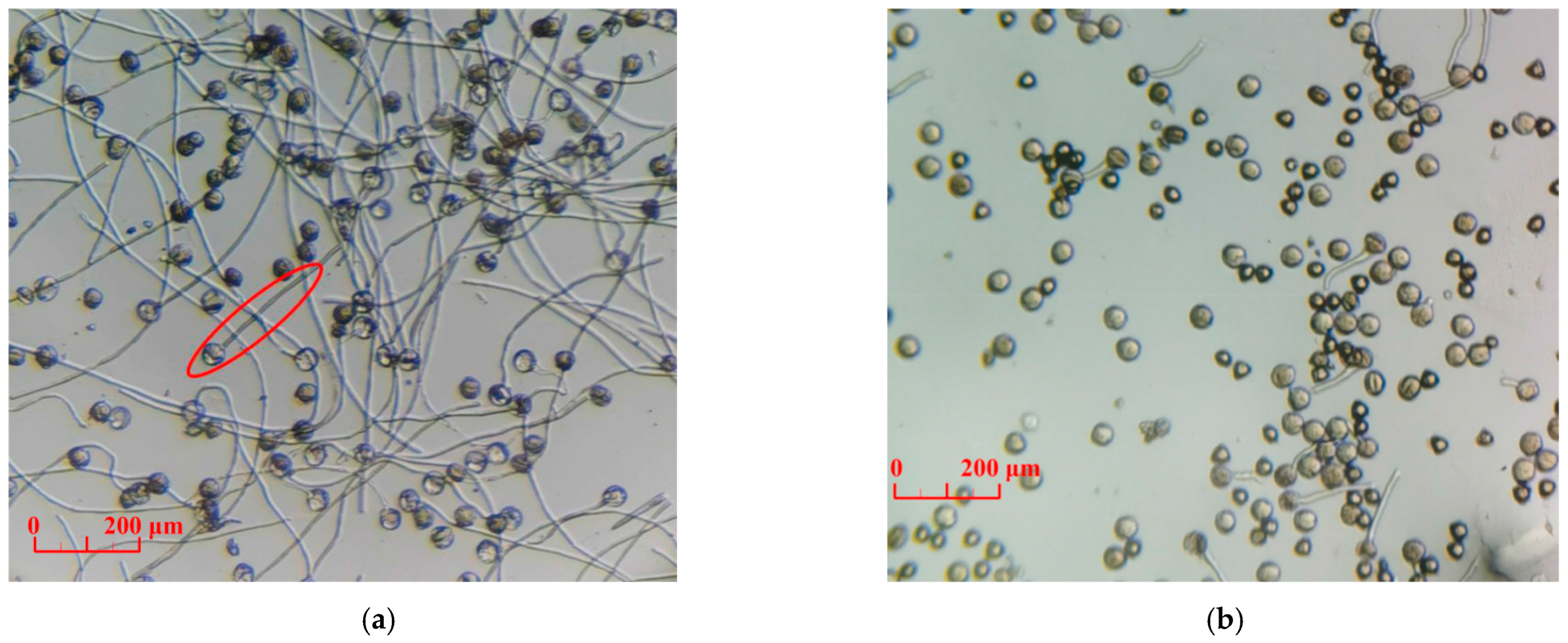 Horticulturae 09 00350 g001 Horticulturae 09 00350 g001