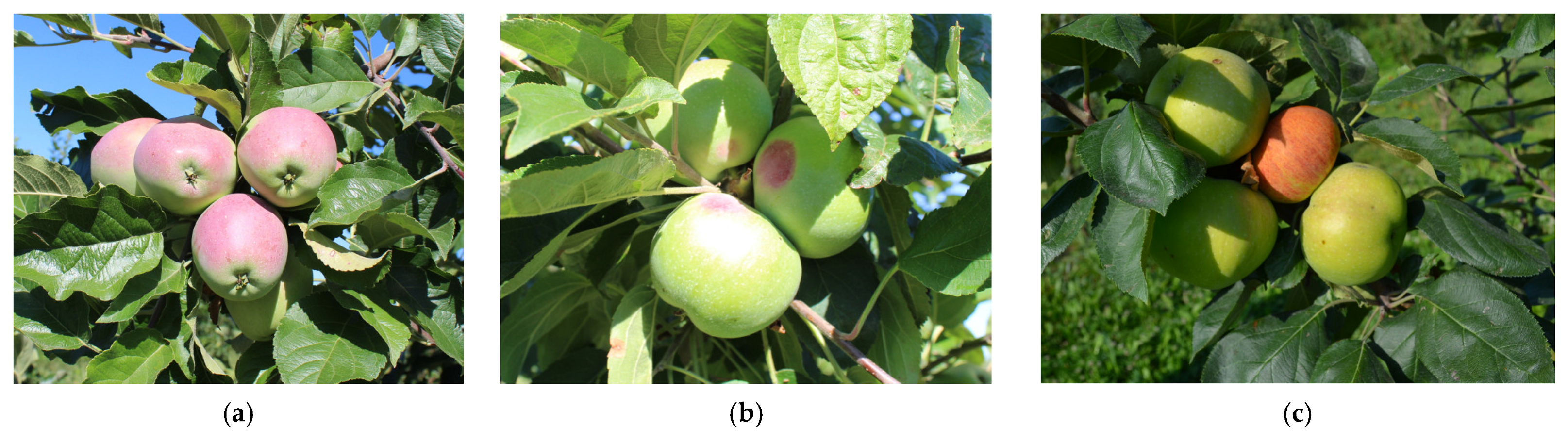 Horticulturae 09 00353 g004a Horticulturae 09 00353 g004a