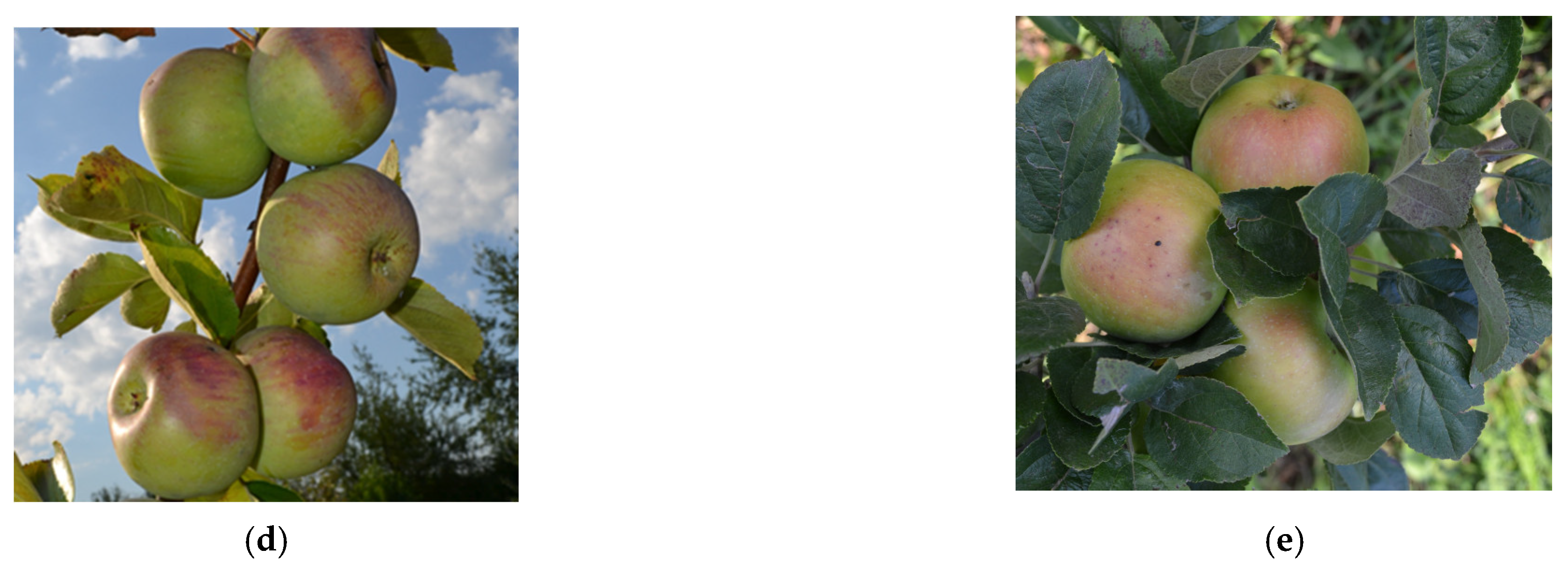 Horticulturae 09 00353 g004b Horticulturae 09 00353 g004b