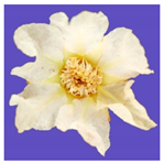 Horticulturae 09 00361 i001