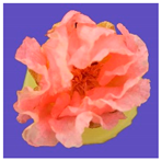 Horticulturae 09 00361 i002