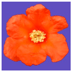 Horticulturae 09 00361 i003