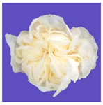 Horticulturae 09 00361 i004