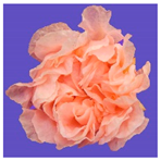 Horticulturae 09 00361 i005