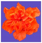 Horticulturae 09 00361 i006