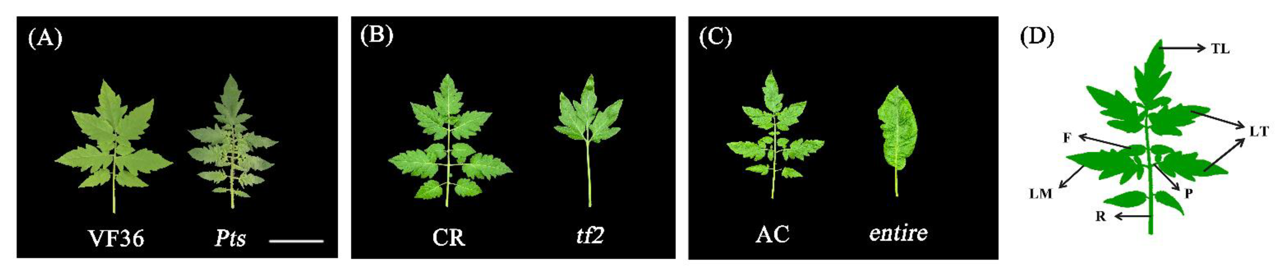 Horticulturae 09 00363 g001