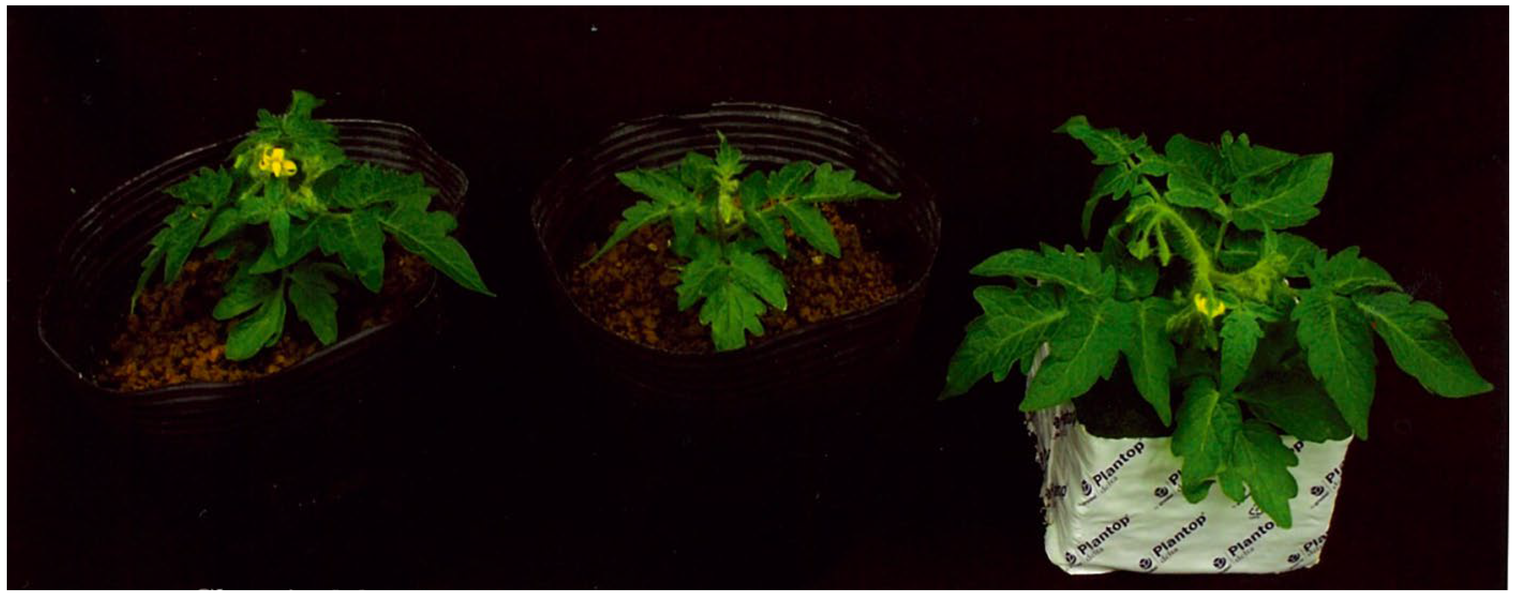 Horticulturae 09 00367 g002