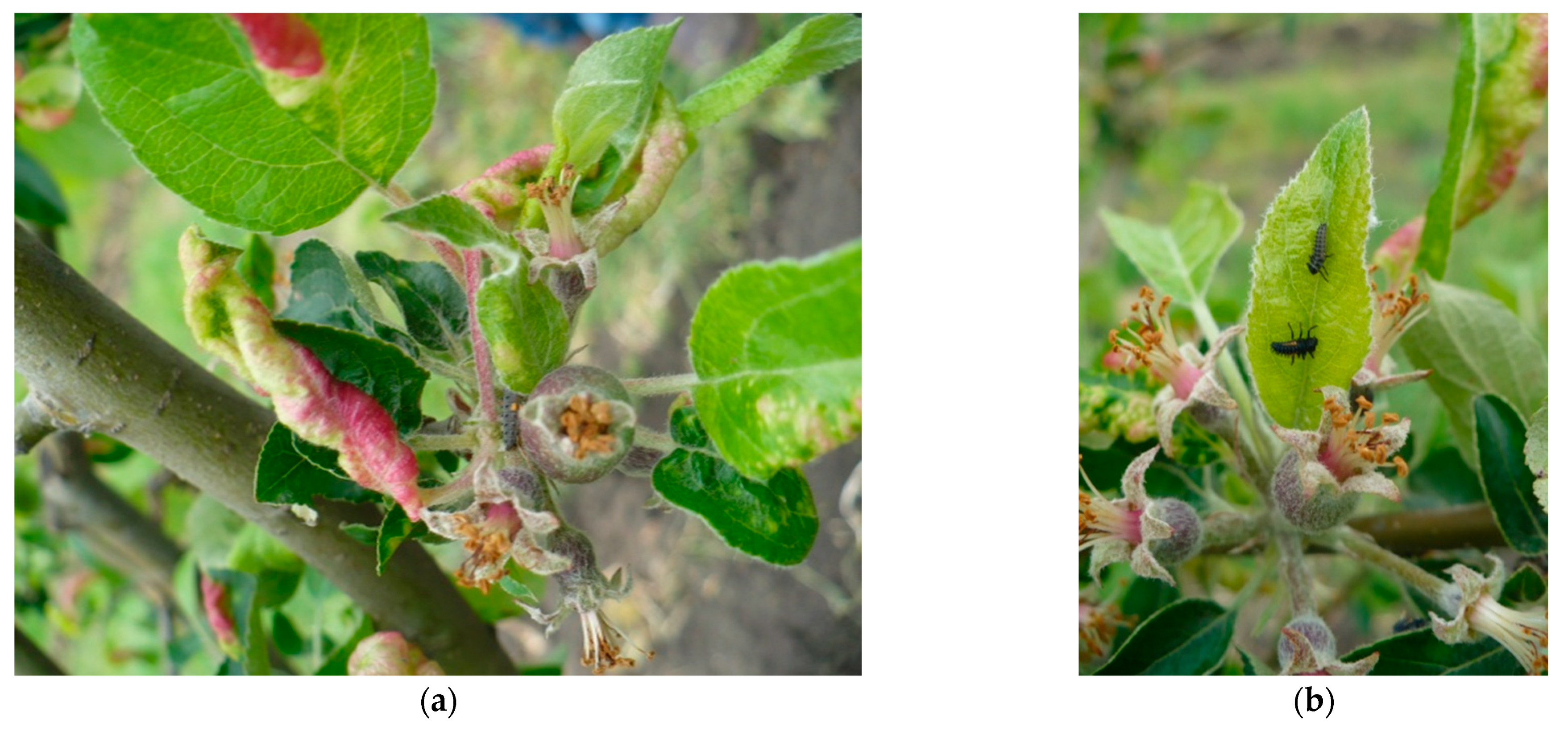 Horticulturae 09 00379 g003 Horticulturae 09 00379 g003