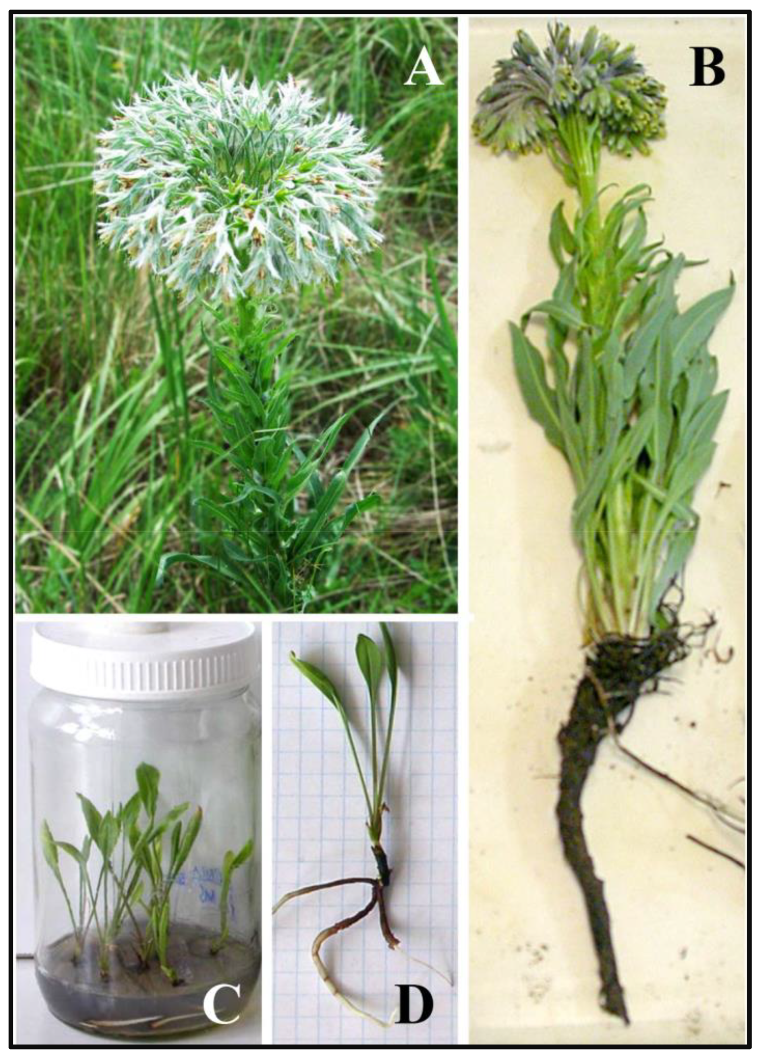 Horticulturae 09 00381 g001 Horticulturae 09 00381 g001