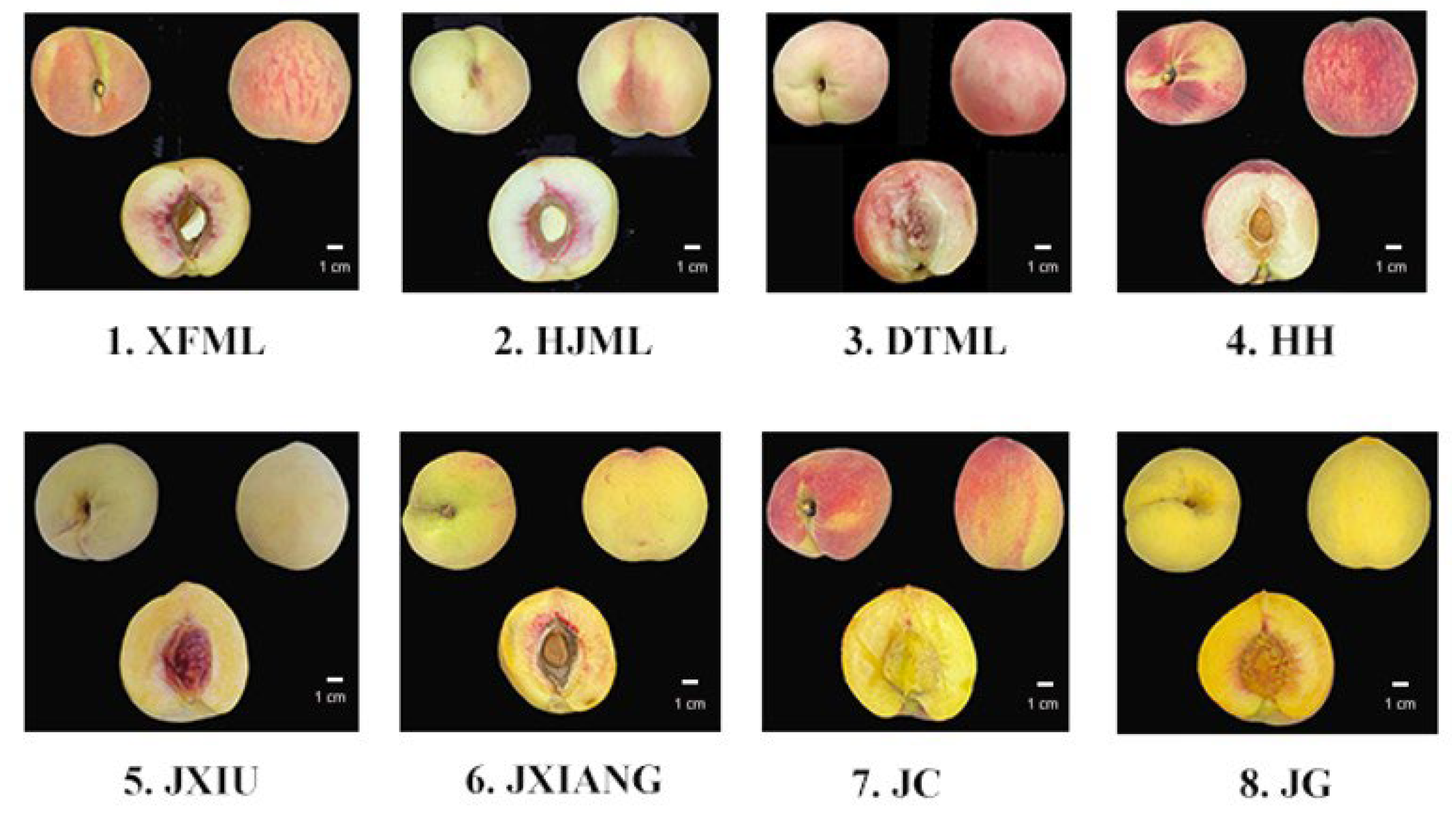 Horticulturae 09 00382 g001