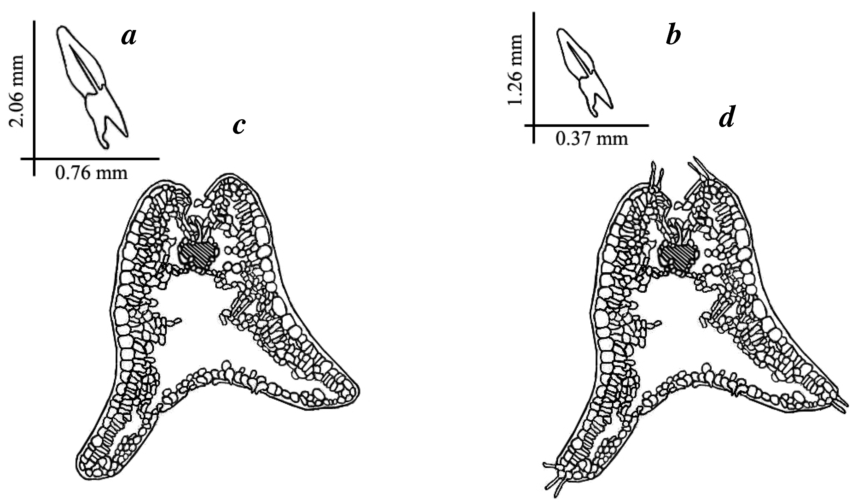Horticulturae 09 00386 g004 Horticulturae 09 00386 g004