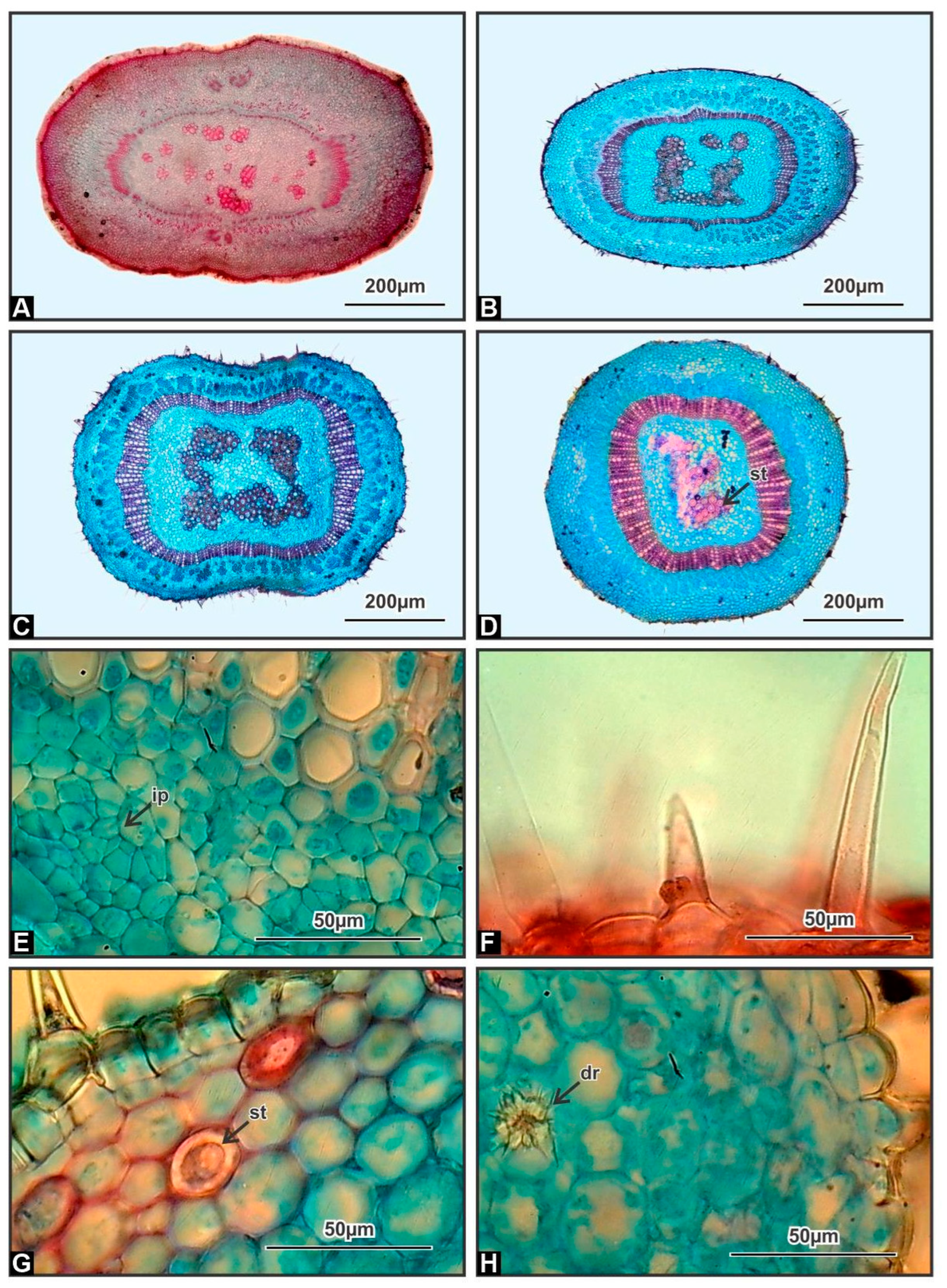 Horticulturae 09 00387 g001