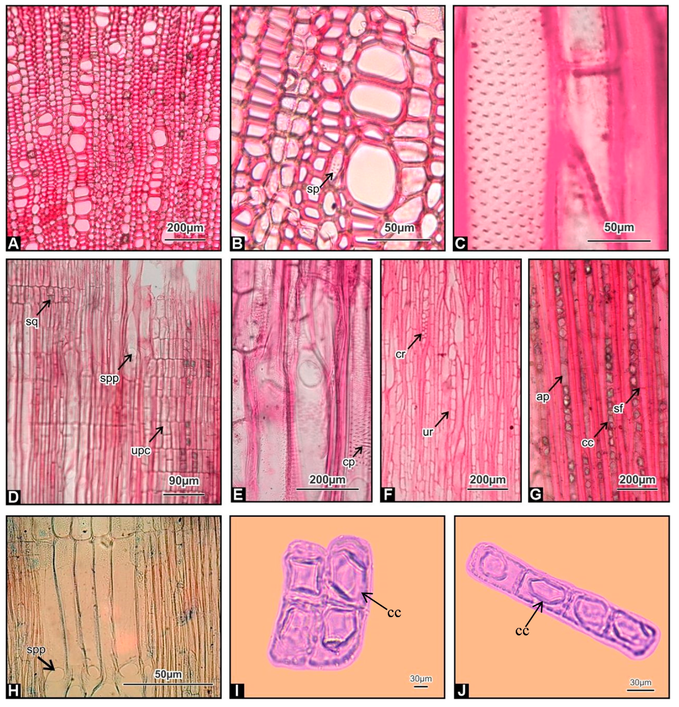 Horticulturae 09 00387 g002