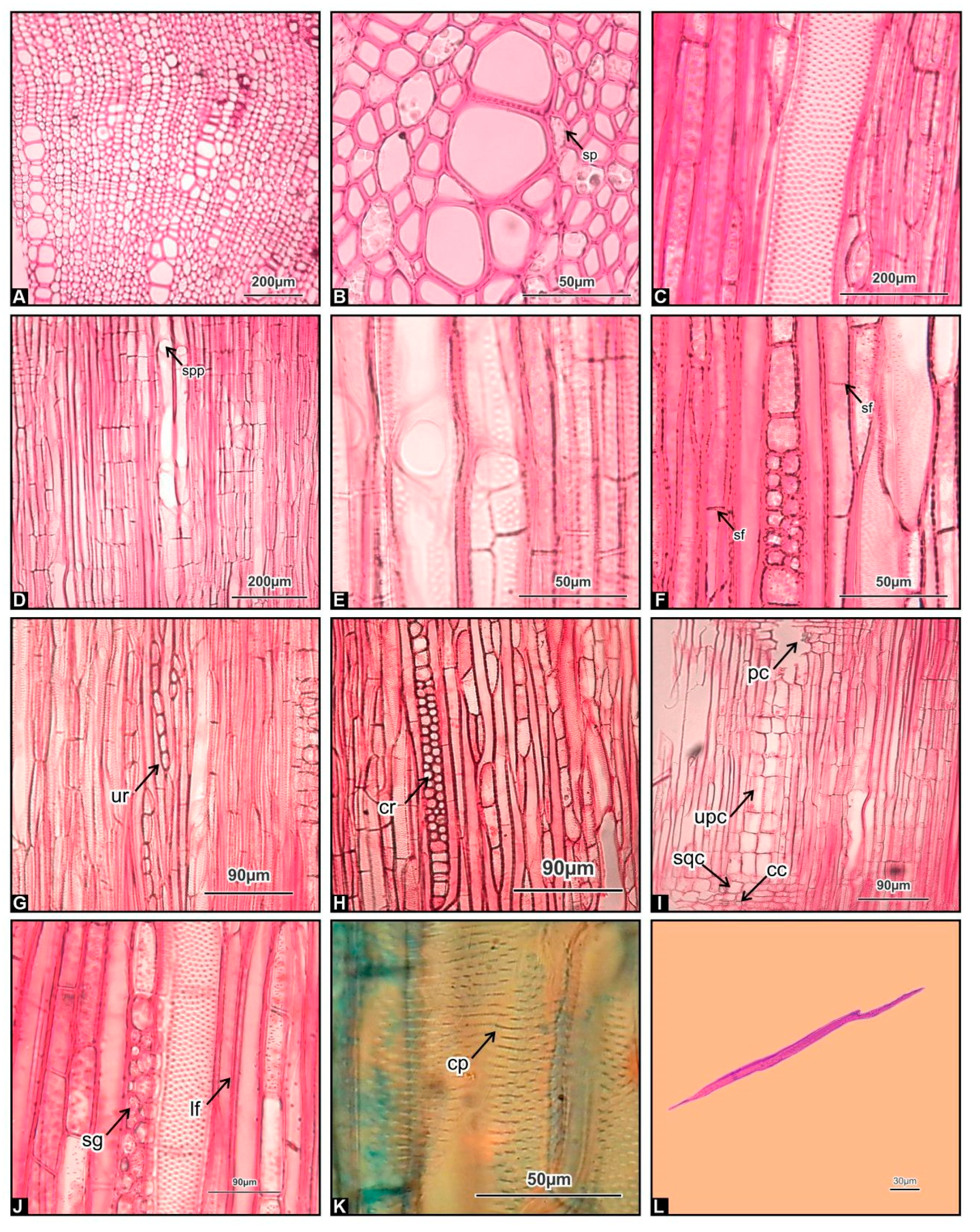 Horticulturae 09 00387 g003