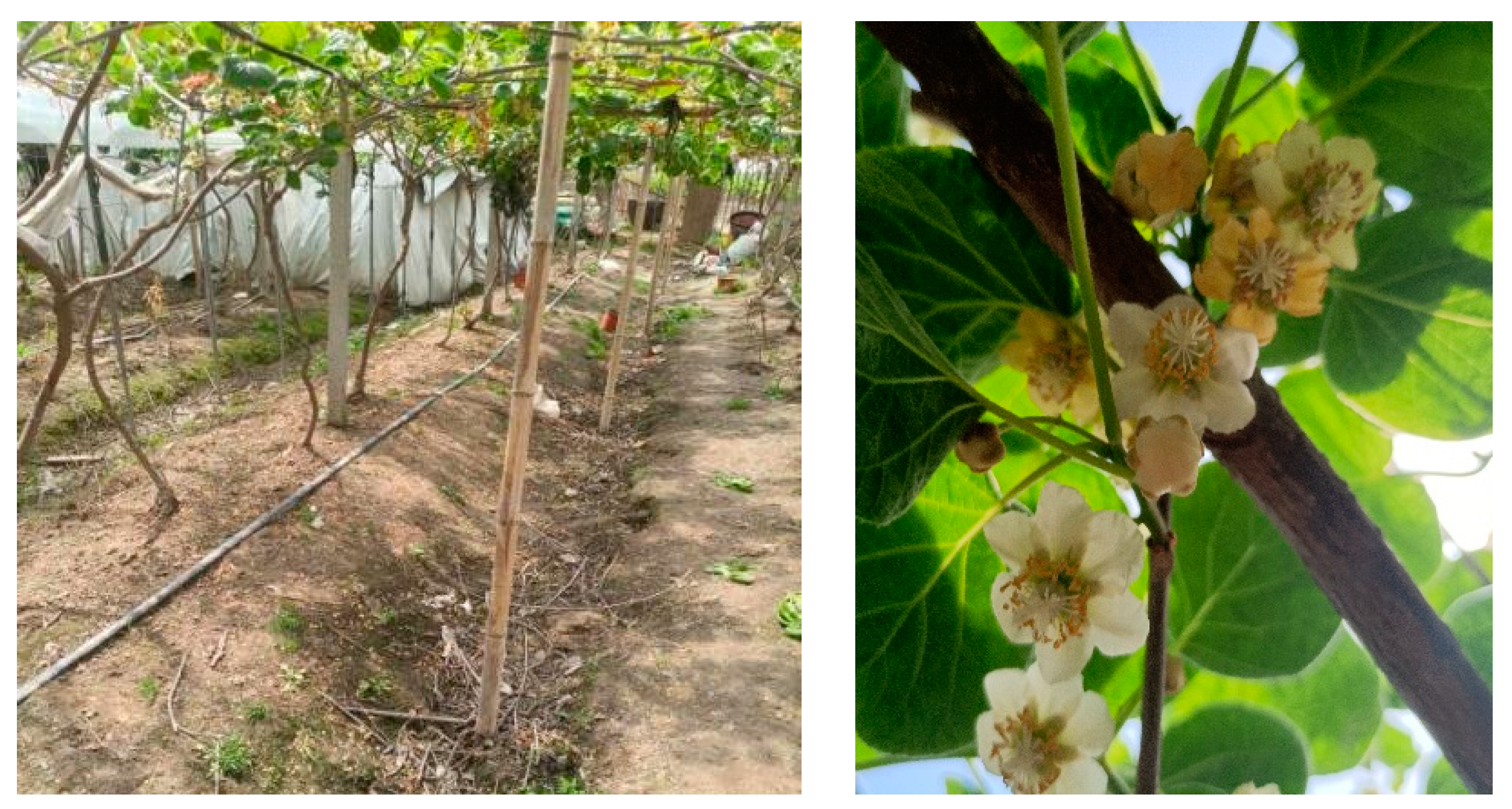 Horticulturae 09 00400 g009