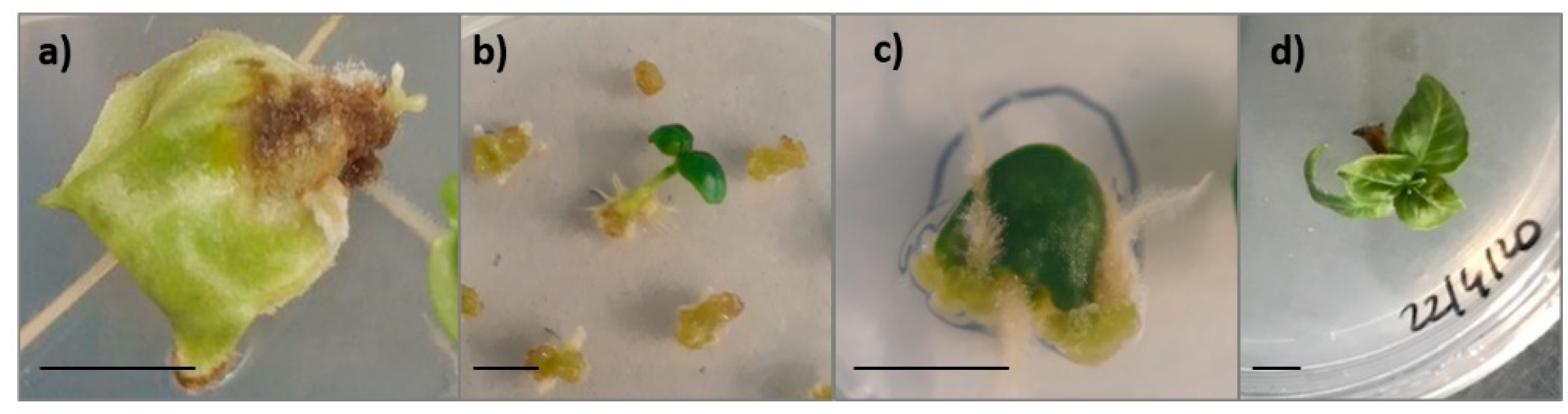 Horticulturae 09 00407 g001