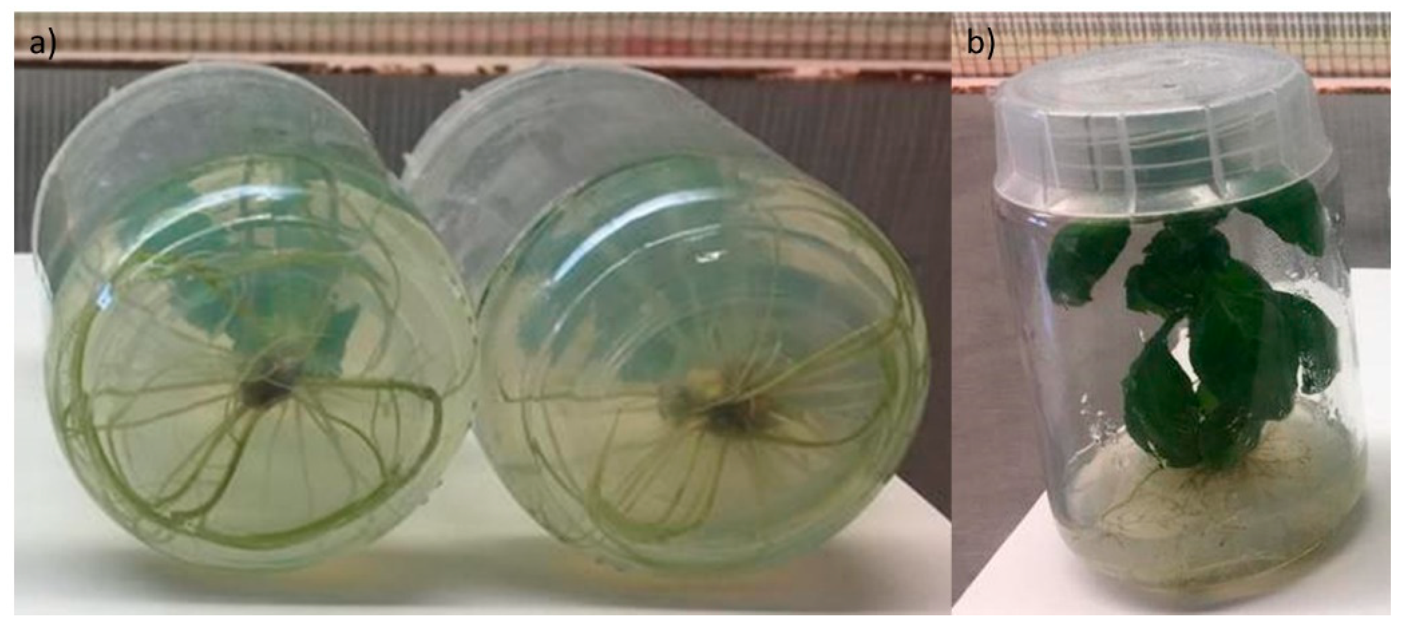 Horticulturae 09 00407 g003