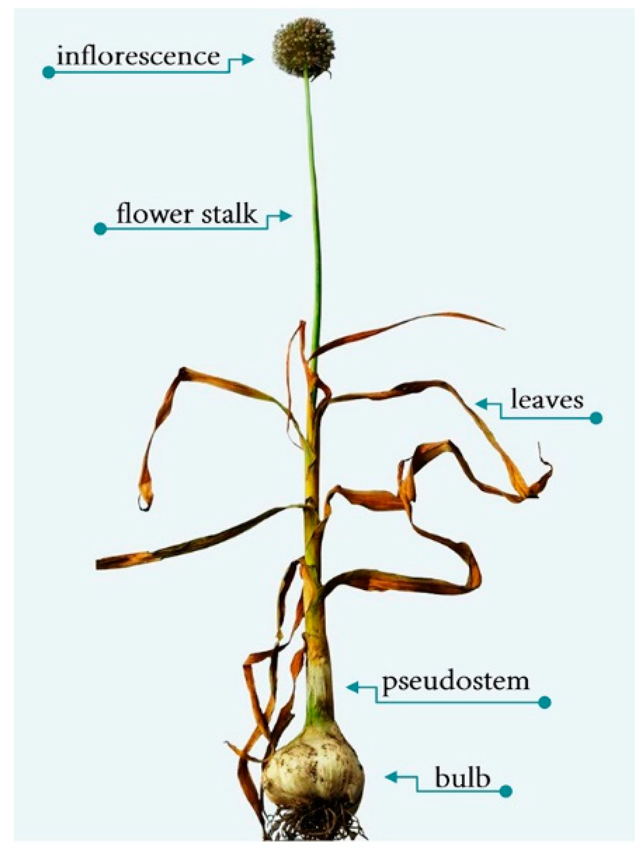 Horticulturae 09 00408 g002