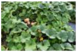 Horticulturae 09 00409 i001