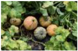 Horticulturae 09 00409 i003