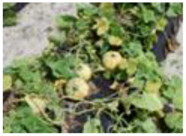 Horticulturae 09 00409 i005