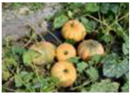 Horticulturae 09 00409 i009